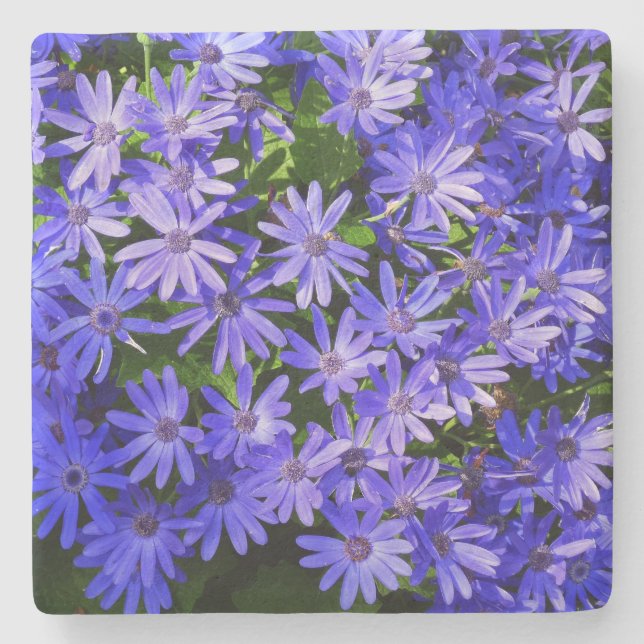 Blue Daisy ähnliche Blume Naturfotografie Steinuntersetzer (Vorderseite)