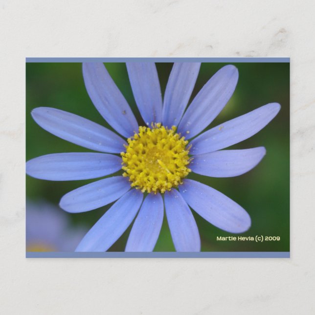 Blue Daisy | Blue Beach Song™ Postkarte (Vorderseite)