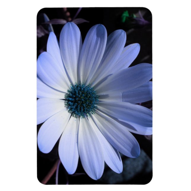 Blue Daisy Blume Premium Magnet (Vertikal)