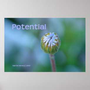 Blue Daisy Bud Foto Print/Poster - "Potenzial" Poster