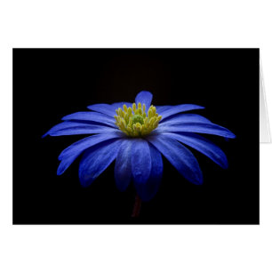 Blue Daisy Gerbera Blume auf schwarzem Hintergrund