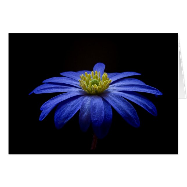 Blue Daisy Gerbera Blume auf schwarzem Hintergrund (Vorderseite (Horizontal))