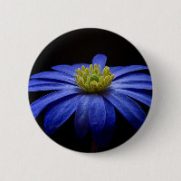 Blue Daisy Gerbera Blume auf schwarzem Hintergrund