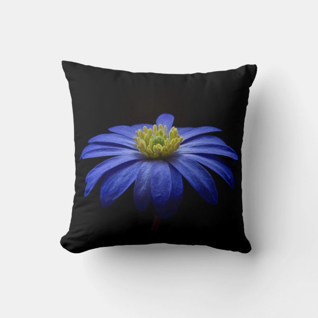 Blue Daisy Gerbera Blume auf schwarzem Hintergrund Kissen (Vorderseite)