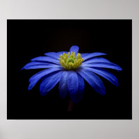Blue Daisy Gerbera Blume auf schwarzem Hintergrund