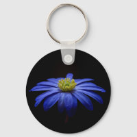 Blue Daisy Gerbera Blume auf schwarzem Hintergrund
