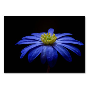 Blue Daisy Gerbera Blume auf schwarzem Hintergrund Tischnummer