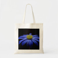 Blue Daisy Gerbera Blume auf schwarzem Hintergrund