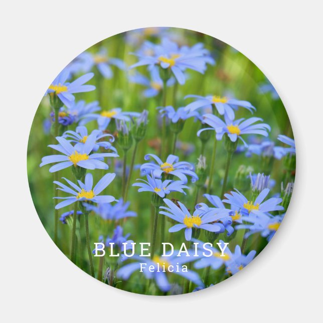 Blue Daisy Magnet (Vorne)