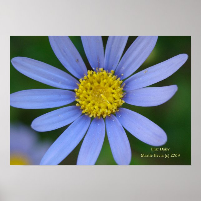 Blue Daisy Print - Wählen Sie Ihren Rahmen aus Poster (Vorne)