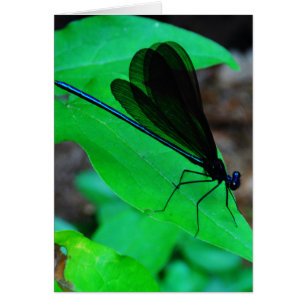 Blue Damselfly on a green leaf.