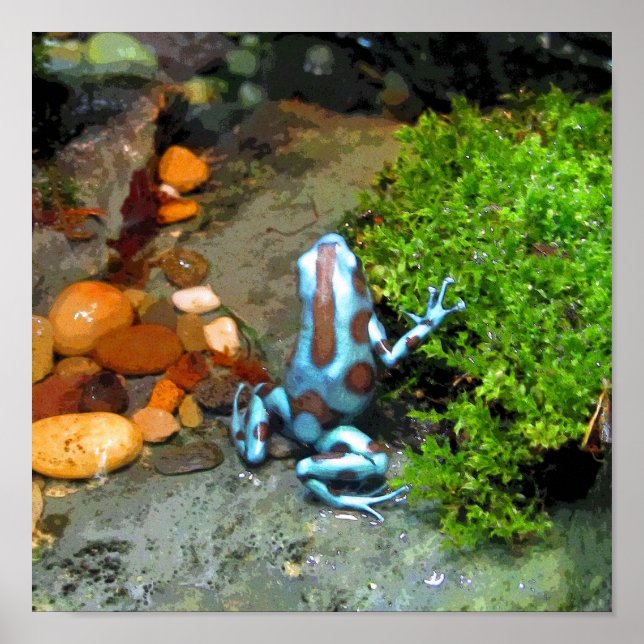 Blue Dart Frog CB Poster (Vorne)