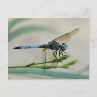 Blue Dasher auf einer Blume Bud Postkarte