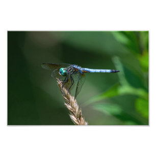Blue Dasher Dragon Fly Fotodruck