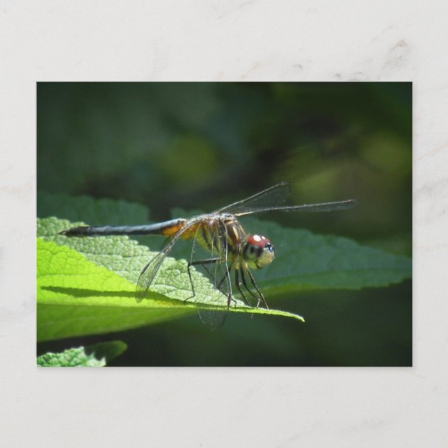 Blue Dasher Dragonfly Postkarte (Vorderseite)