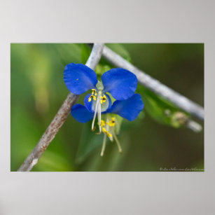 Blue Dayflower Twins Fuir les liens Poster