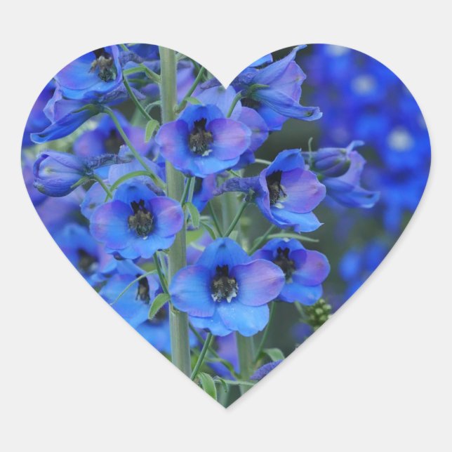 Blue Delphiniums Heart Sticker (Vorderseite)