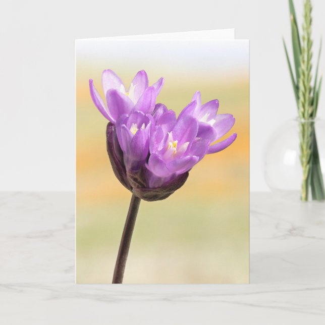 Blue Dick Wildblume Karte (Vorderseite)