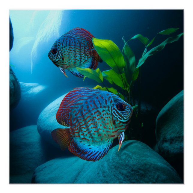 Blue Discus Fish Aquarium Panzer Art Poster (Vorderseite)