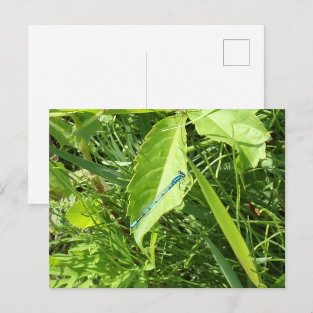 Blue Dragonfly Postcard Postkarte (Vorne/Hinten)