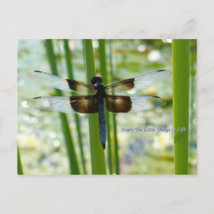 Blue Dragonfly Postcard Postkarte