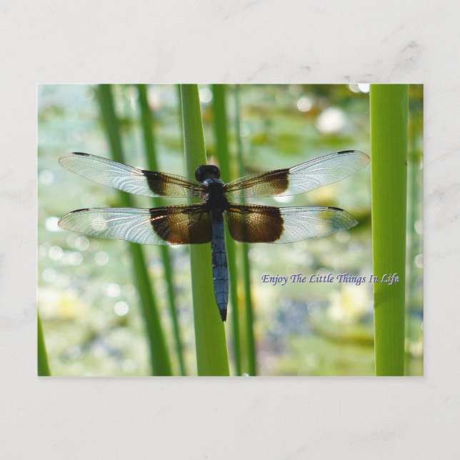 Blue Dragonfly Postcard Postkarte (Vorderseite)