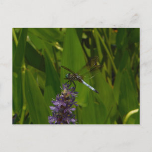Blue Draquelly, Purple Flower Postkarte