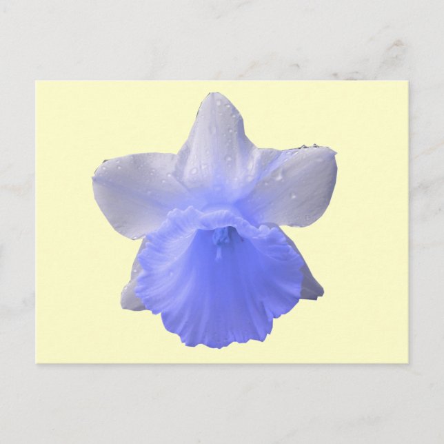 Blue Dripping Daffodische Blume Postkarte (Vorderseite)