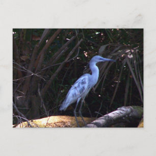 Blue Egret Postkarte