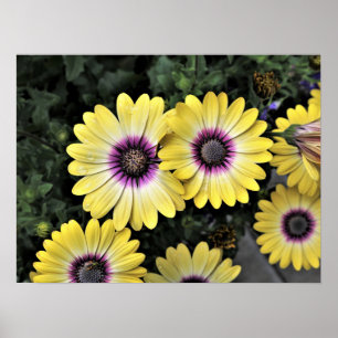 Blue Eyed Beauty African Daisy Osteospermum Poster
