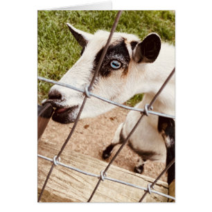 blue eyed goat