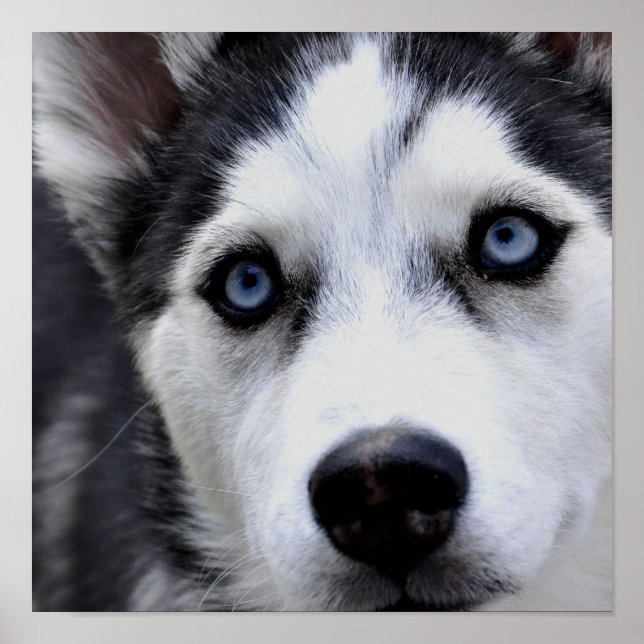 Blue Eyed Husky Poster (Vorne)