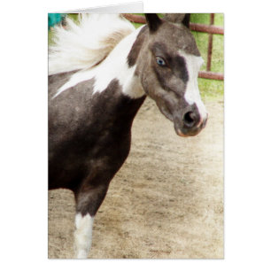 Blue Eyed Mini dans la classe Liberty