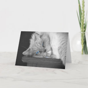 Blue Eyes, carte
