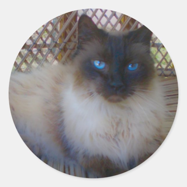 Blue Eyes Kitty Collection Runder Aufkleber (Vorderseite)