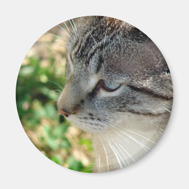 Blue Eyes Kitty Magnet (Vorne)