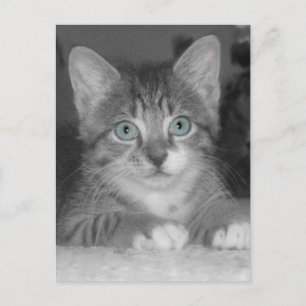 Blue Eyes Postcard Postkarte