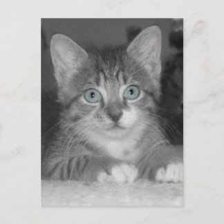 Blue Eyes Postcard Postkarte