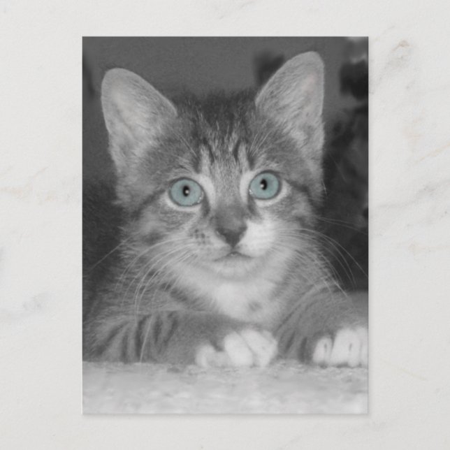 Blue Eyes Postcard Postkarte (Vorderseite)