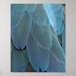 Blue Feather Poster