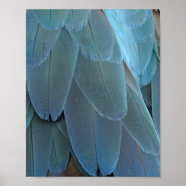 Blue Feather Poster (Vorne)