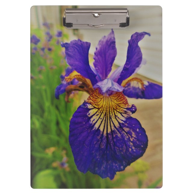 Blue Flag Iris Fleur de Lys French Canada Quebec Klemmbrett (Vorderseite)