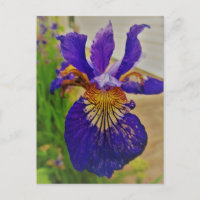 Blue Flag Iris Fleur de Lys French Canada Quebec
