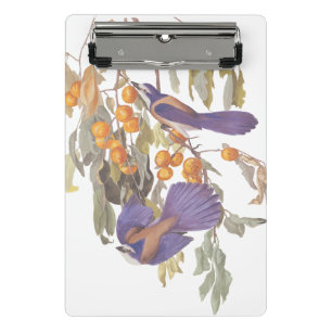 Blue Florida Scrub Jay Audubon Birnen mit Orangen Mini Klemmbrett
