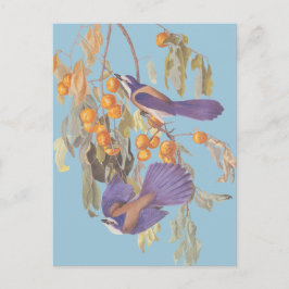 Blue Florida Scrub Jay Audubon Birnen mit Orangen Postkarte