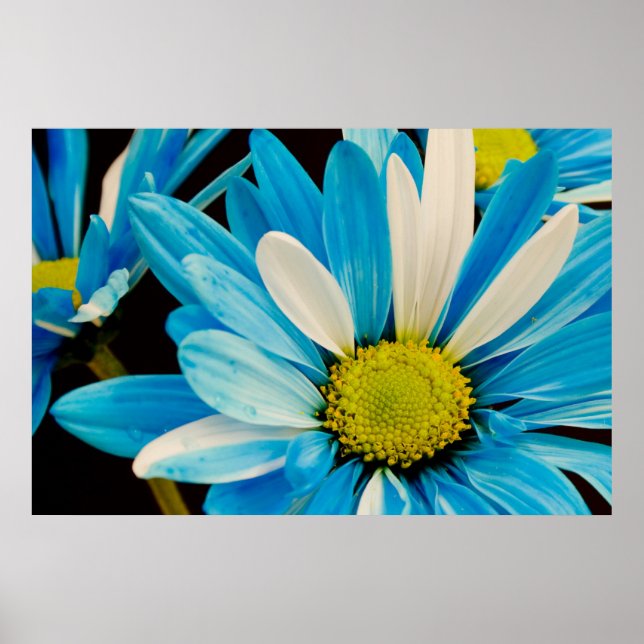 Blue Flowers Poster (Vorne)