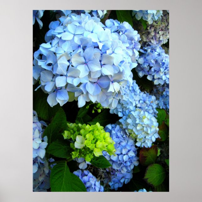 Blue Flowers Poster (Vorne)