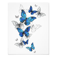 Blue Flying Butterflies Morpho