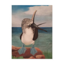 Blue Footed Booby