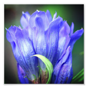 Blue Gentian Blume 8x8 Fotodruck
